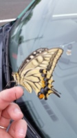 This cool butterfly just hung out on my car while I shopped at Aeon.